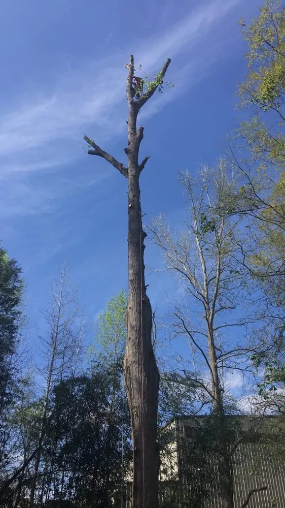 Custom yard cleanup service for year-round maintenance in Abbeville, SC by Paradise Valley Land Solutions