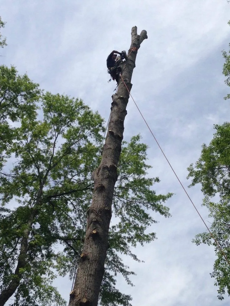 Expert lawn mowing service experts serving Abbeville, SC - Paradise Valley Land Solutions