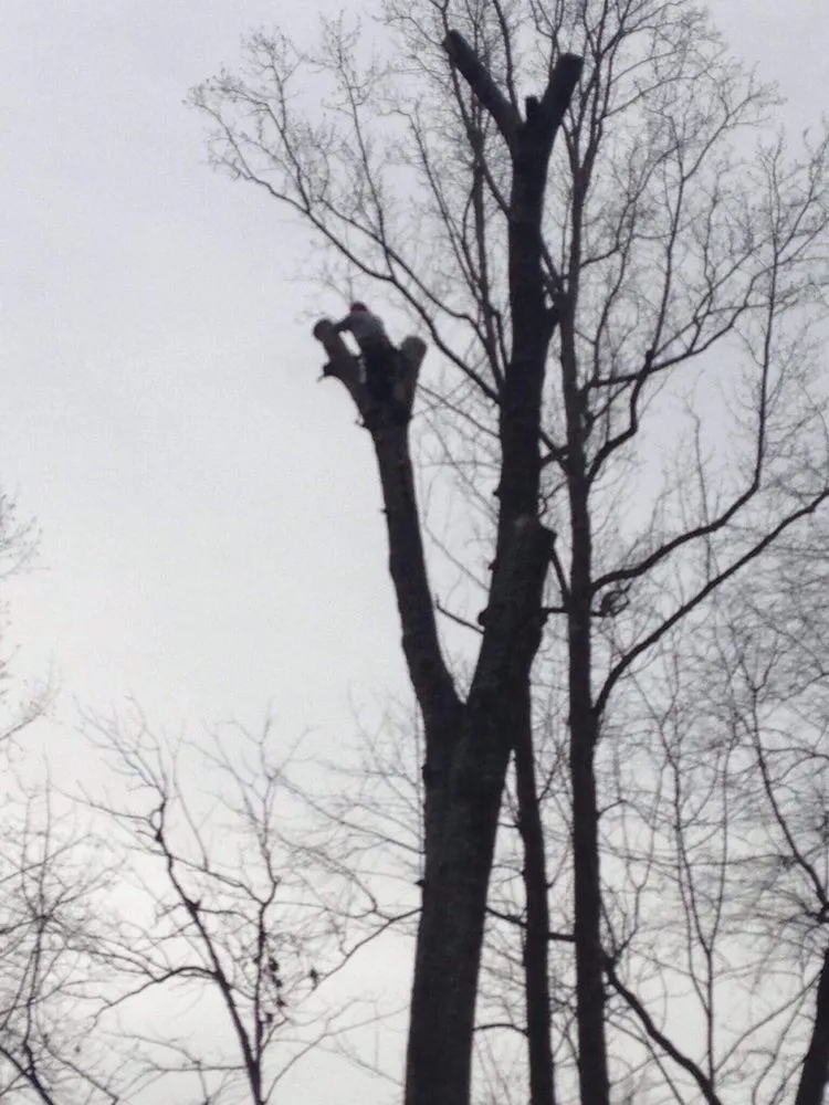 Expert yard cleanup service experts serving Abbeville, SC - Paradise Valley Land Solutions