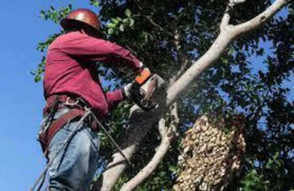 Custom yard cleanup service for residential properties across Fort Lauderdale, FL - Paradises Lawn Care