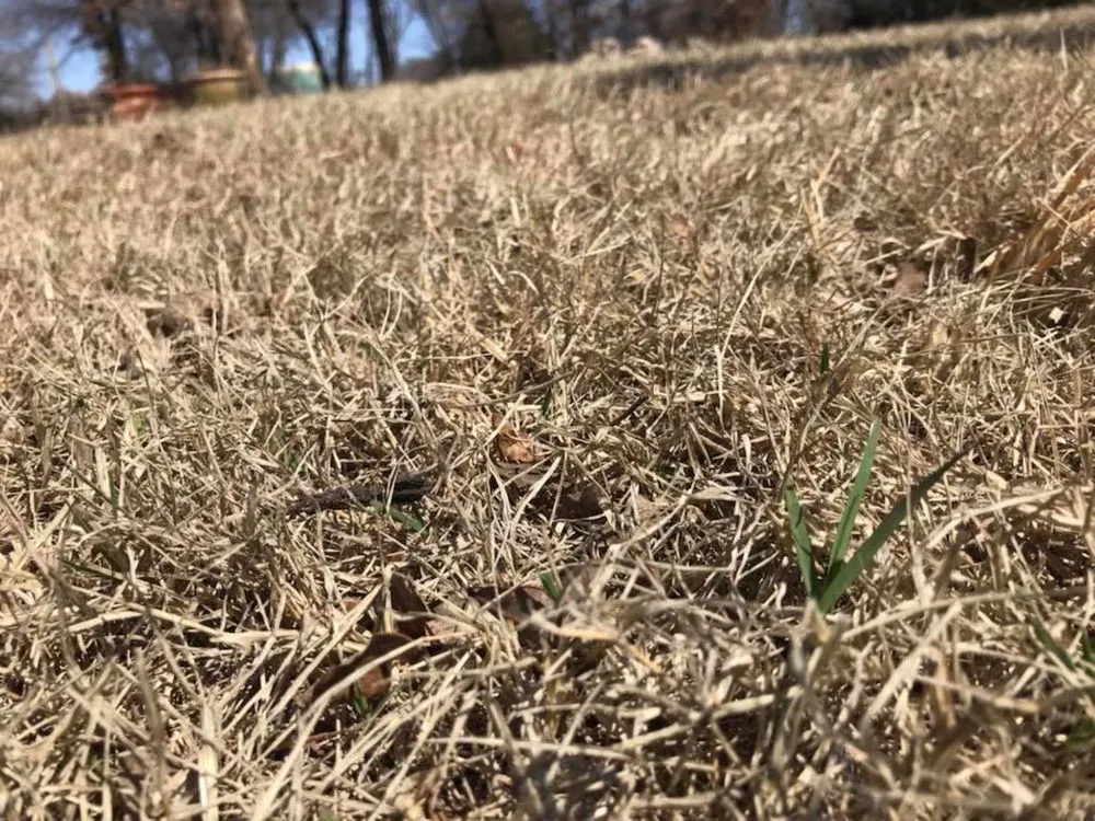 Professional yard maintenance experts serving Oklahoma City, OK - Paragon Pest Elimination Services