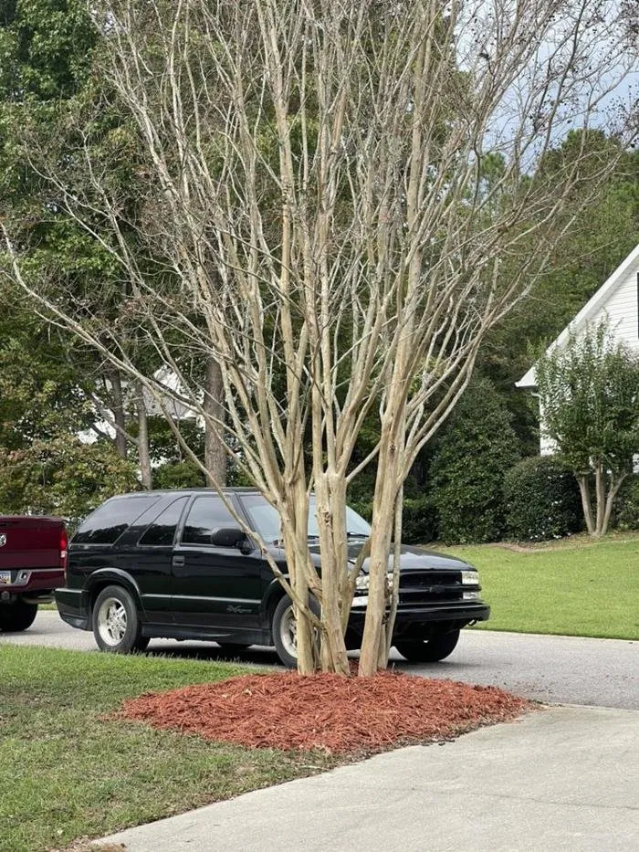 Top-rated residential landscaping in Windsor, SC - Paragon Property Worx