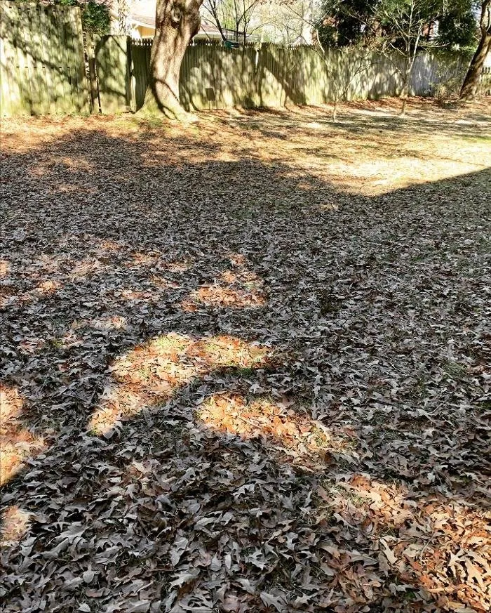 Affordable lawn mowing service in Windsor, SC - Paragon Property Worx