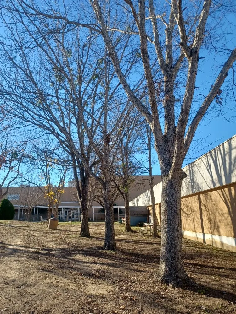 Affordable landscaping services experts serving Decatur, TX - Paramount Commercial Maintenance