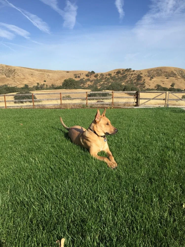 Trusted lawn mowing service in Atascadero, CA by Paramount Landscape