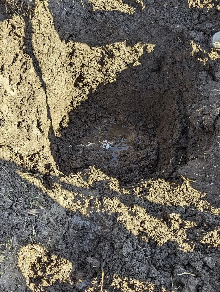 Reliable yard maintenance in San Jose, CA by Paramount Landscaping