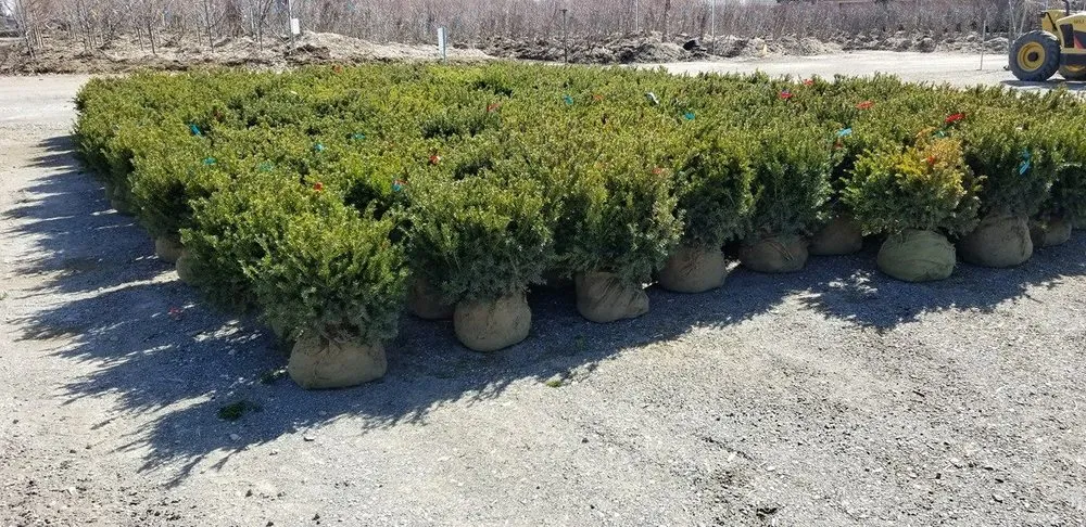 Top-rated yard cleanup service in Royal Oak, MI - Paramount Outdoor Maintenance