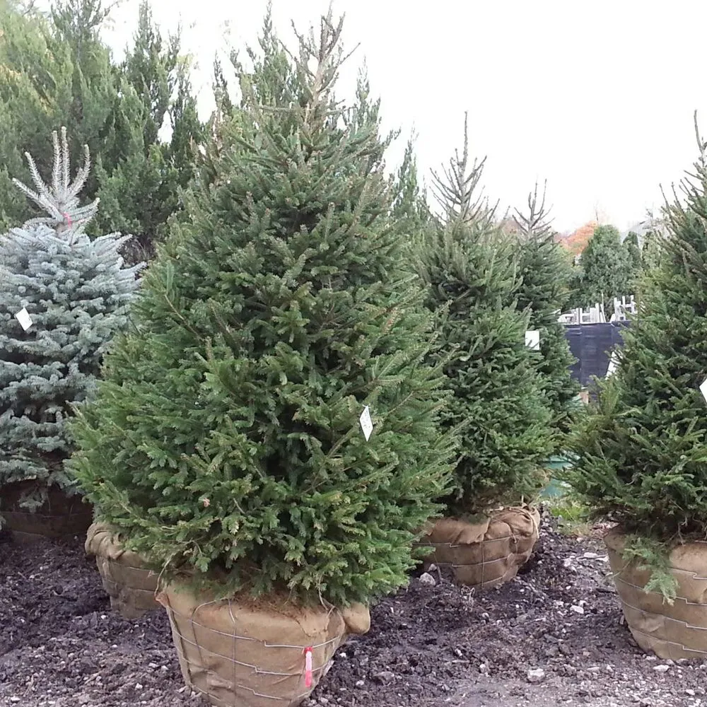 Expert garden landscaping for residential properties in Royal Oak, MI by Paramount Outdoor Maintenance