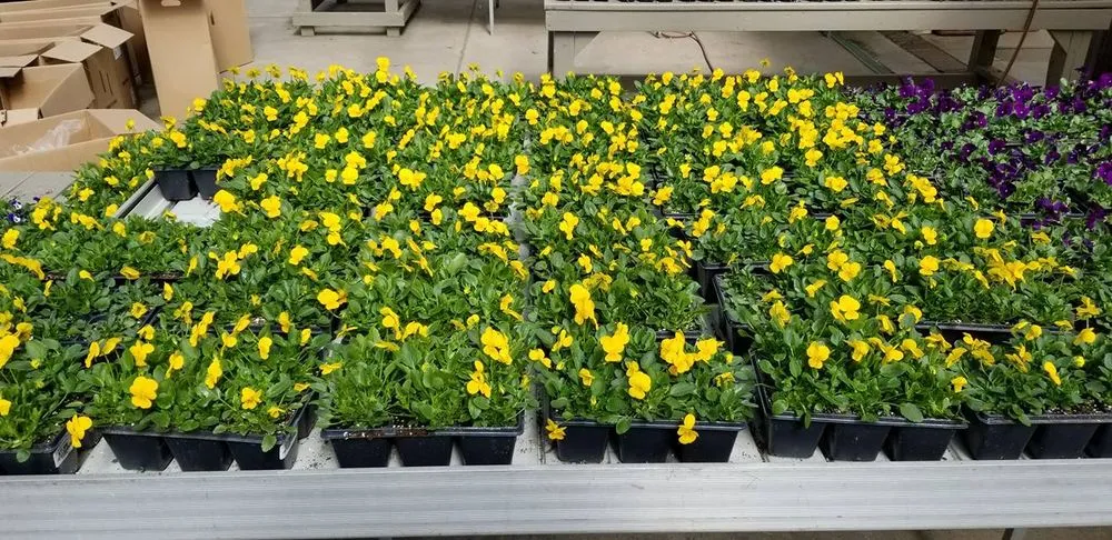 Affordable lawn mowing service in Royal Oak, MI - Paramount Outdoor Maintenance