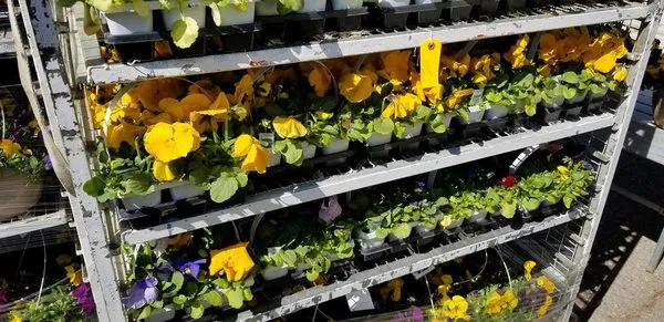 Paramount Outdoor Maintenance Logo