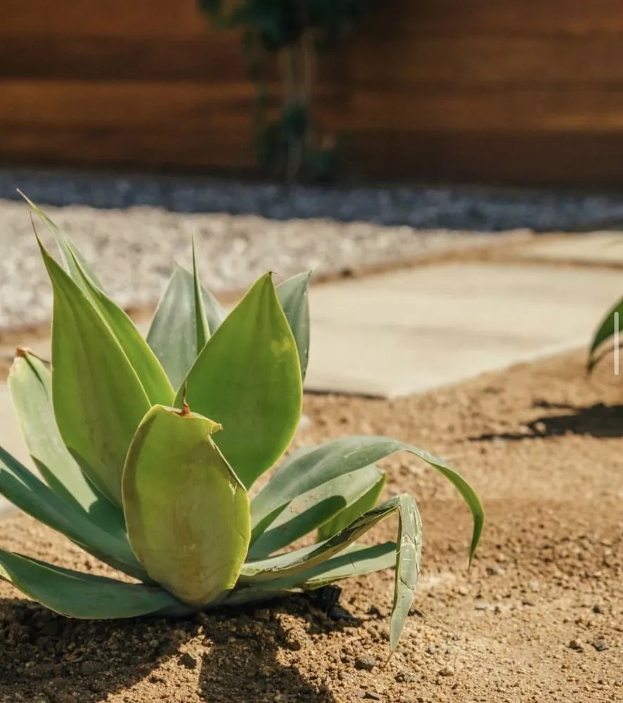 Trusted residential landscaping in San Bruno, CA by Paredes Landscaping