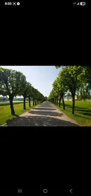 Paredes Tree Service Logo