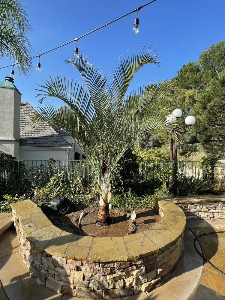 Professional yard maintenance experts serving Fullerton, CA - Parga Landscape & Trees