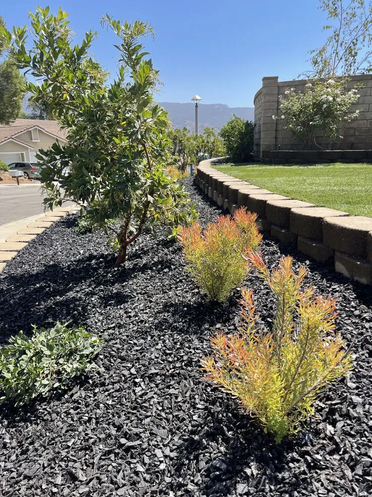 Trusted lawn care service in Fullerton, CA by Parga Landscape & Trees