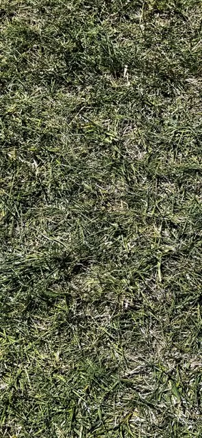 Affordable landscaping services for residential properties in Dixon, CA by Park Avenue Turf