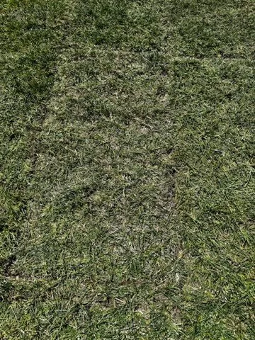 Top-rated yard maintenance in Dixon, CA by Park Avenue Turf