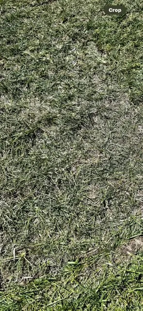 Affordable garden landscaping for beautiful yards across Dixon, CA - Park Avenue Turf