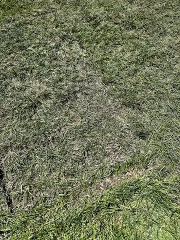 Expert yard maintenance for beautiful yards in Dixon, CA by Park Avenue Turf