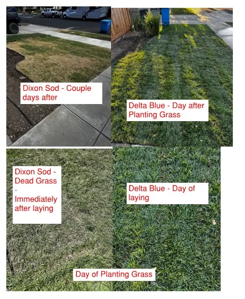 Local lawn care service experts serving Dixon, CA - Park Avenue Turf