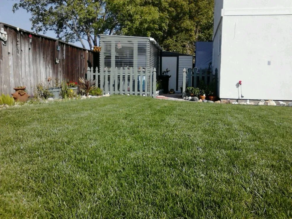 Reliable yard cleanup service in Dixon, CA by Park Avenue Turf