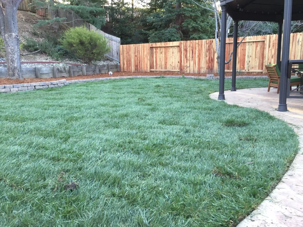 Reliable landscape design in Sebastopol, CA by Park Avenue Turf