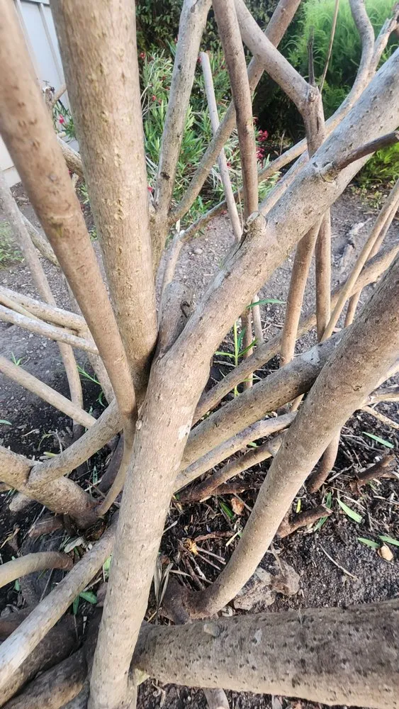 Local lawn care service with custom design in Sebastopol, CA by Park Landscape Maintenance