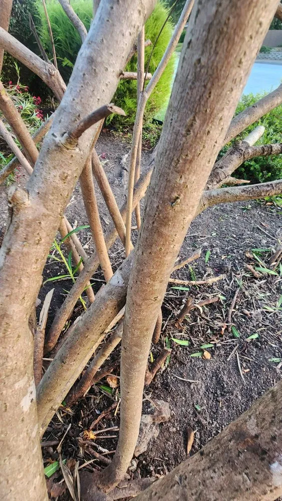 Local yard cleanup service in Sebastopol, CA by Park Landscape Maintenance