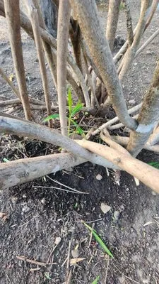 Park Landscape Maintenance Logo