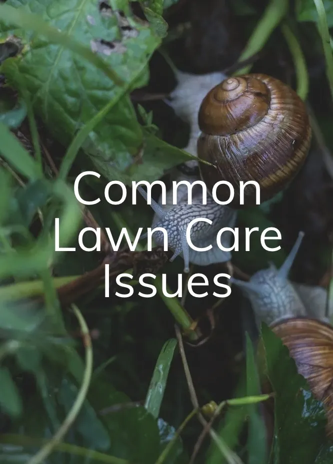 Top-rated yard maintenance experts serving Ortonville, MI - Park Place Lawn Care