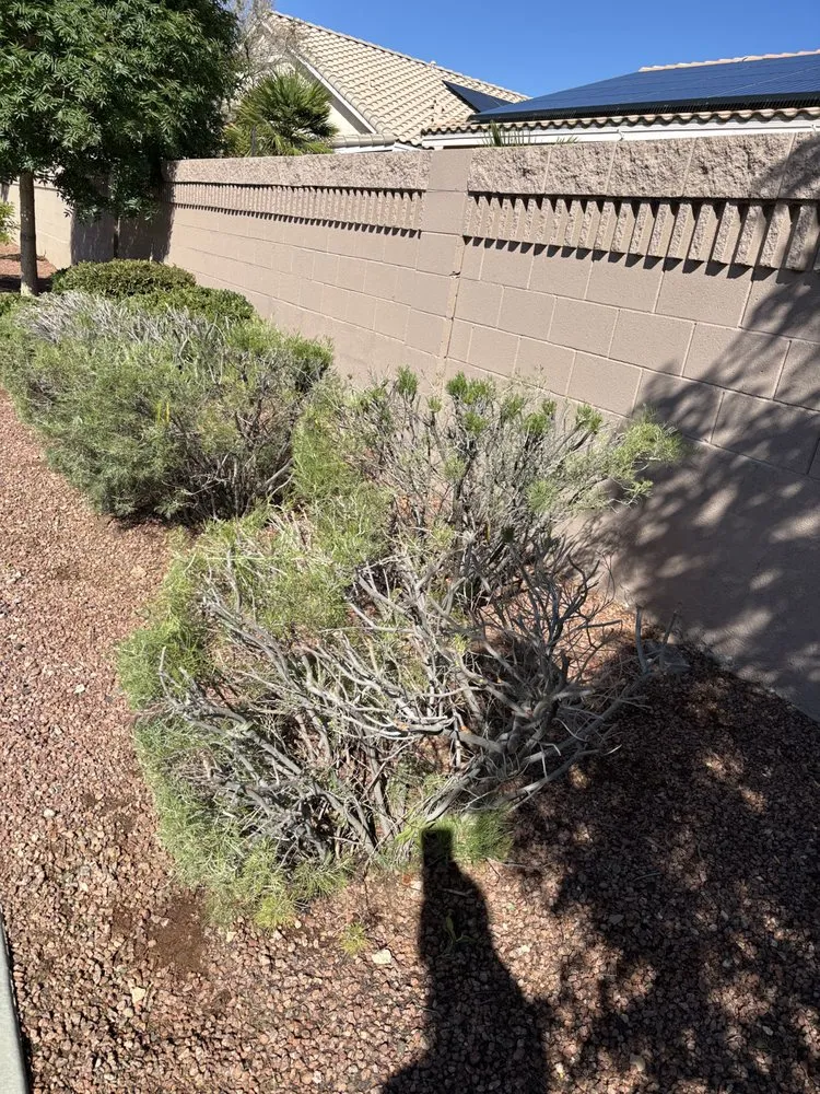 Expert yard cleanup service experts serving Rancho Santa Margarita, CA - Park West