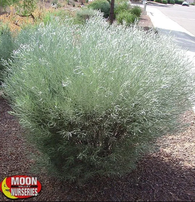 Reliable landscape installation in Rancho Santa Margarita, CA by Park West