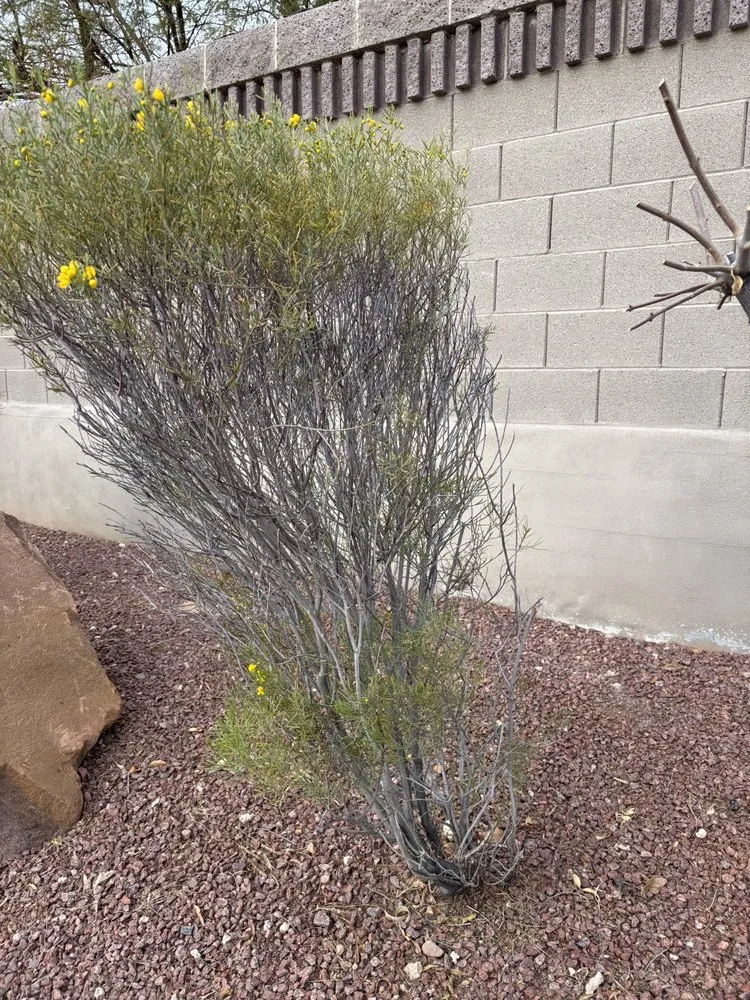 Expert landscaping services in Rancho Santa Margarita, CA by Park West