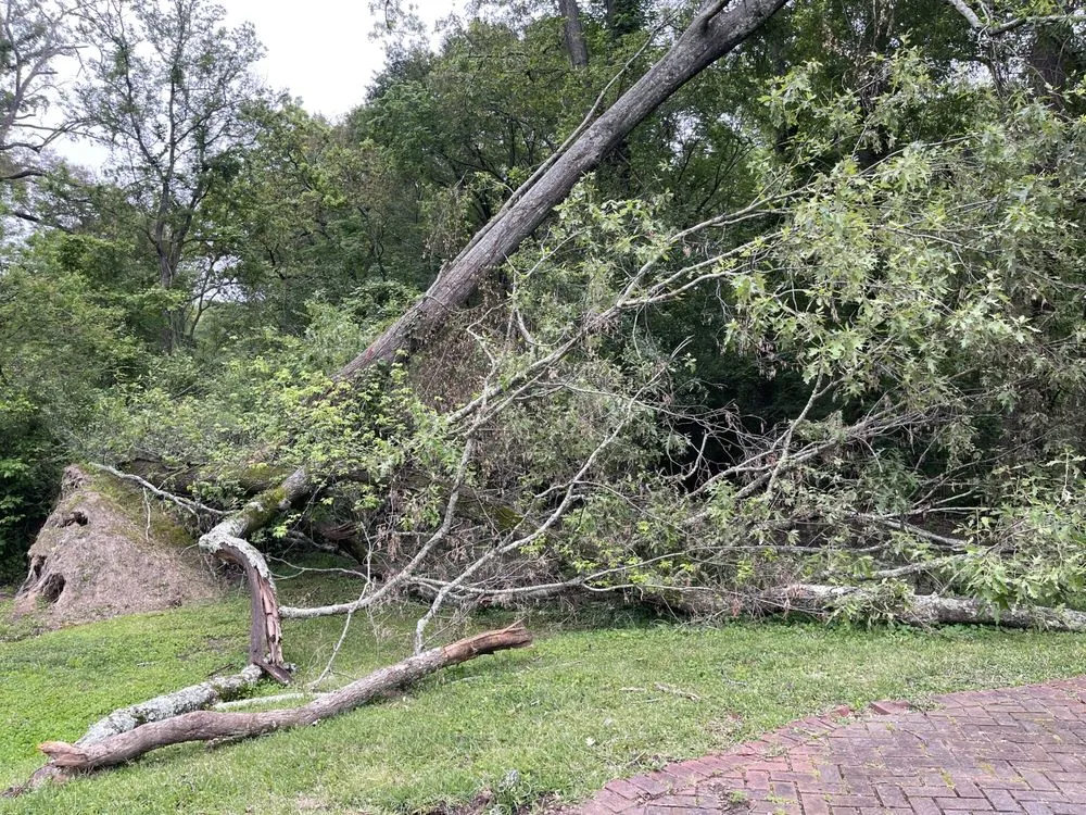 Reliable yard cleanup service experts serving Brandon, MS - Parker Industries