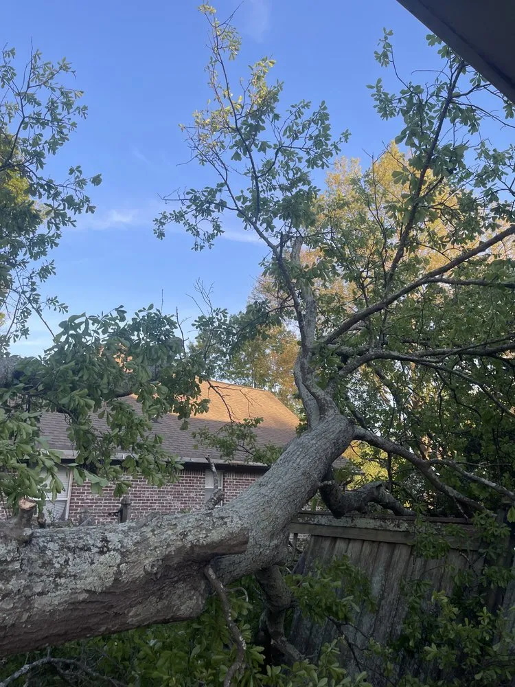 Custom yard cleanup service for beautiful yards across Brandon, MS - Parker Industries