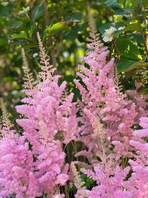 Affordable garden landscaping near you in Warren, NJ by Parker Landscape Design