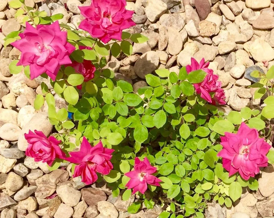 Affordable lawn care service with custom design in Parker, CO by Parker Landscaping