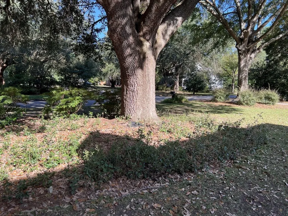 Top-rated lawn mowing service in Florence, SC - Parker Lawn & Landscape