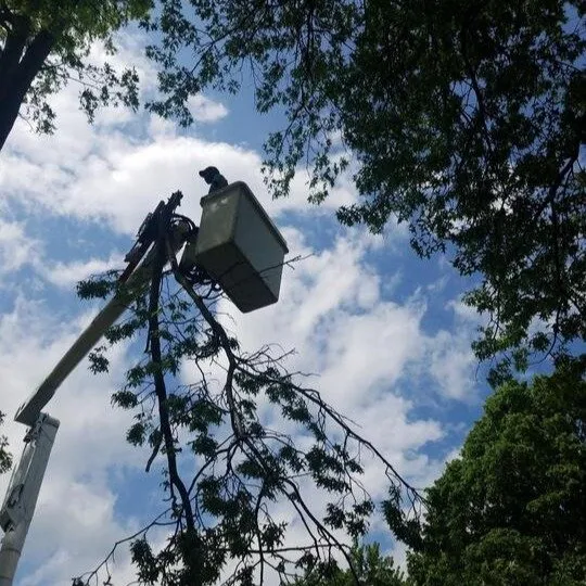 Top-rated yard maintenance for homes in Ottumwa, IA by Parker Tree & Excavation Services