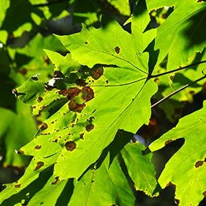 Trusted residential landscaping with custom design in Ottumwa, IA by Parker Tree & Excavation Services