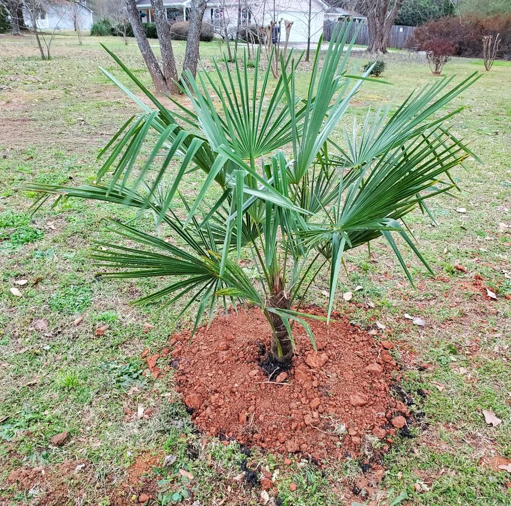 Top-rated yard cleanup service in Locust Grove, GA by Parker’s Property Service