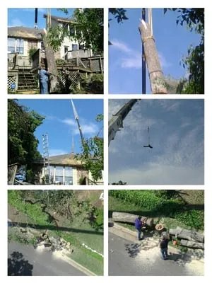 Parker's Tree Service