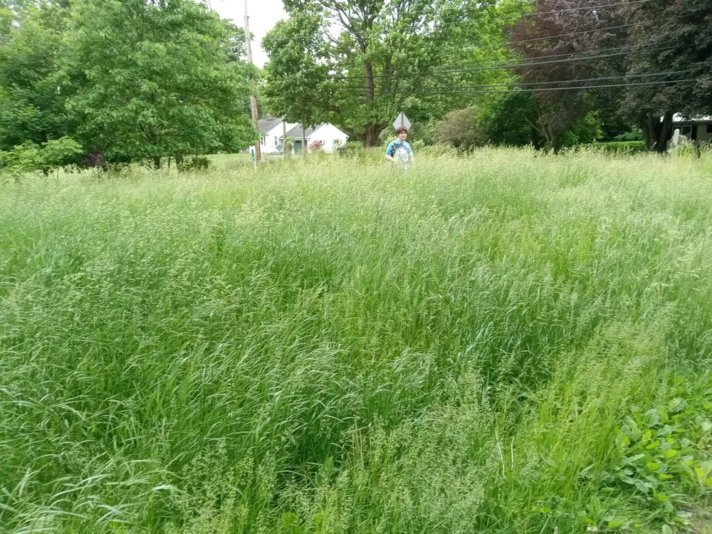 Expert lawn care service for homes in Jamestown, NY by Parks Lawn Care