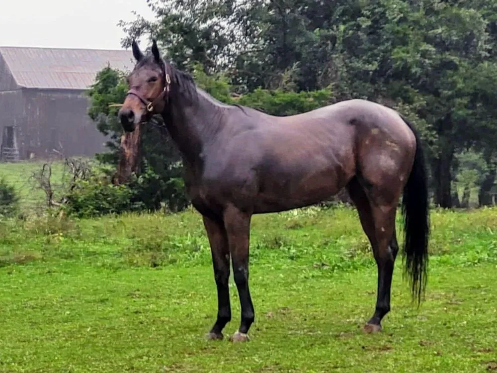 Custom yard maintenance in Richmond, KY - Parks Livestock and Contracting