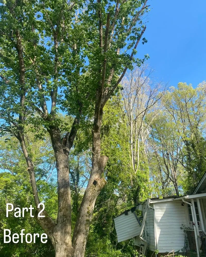 Trusted outdoor landscaping experts serving Winston-Salem, NC - Parks Tree & Landscape
