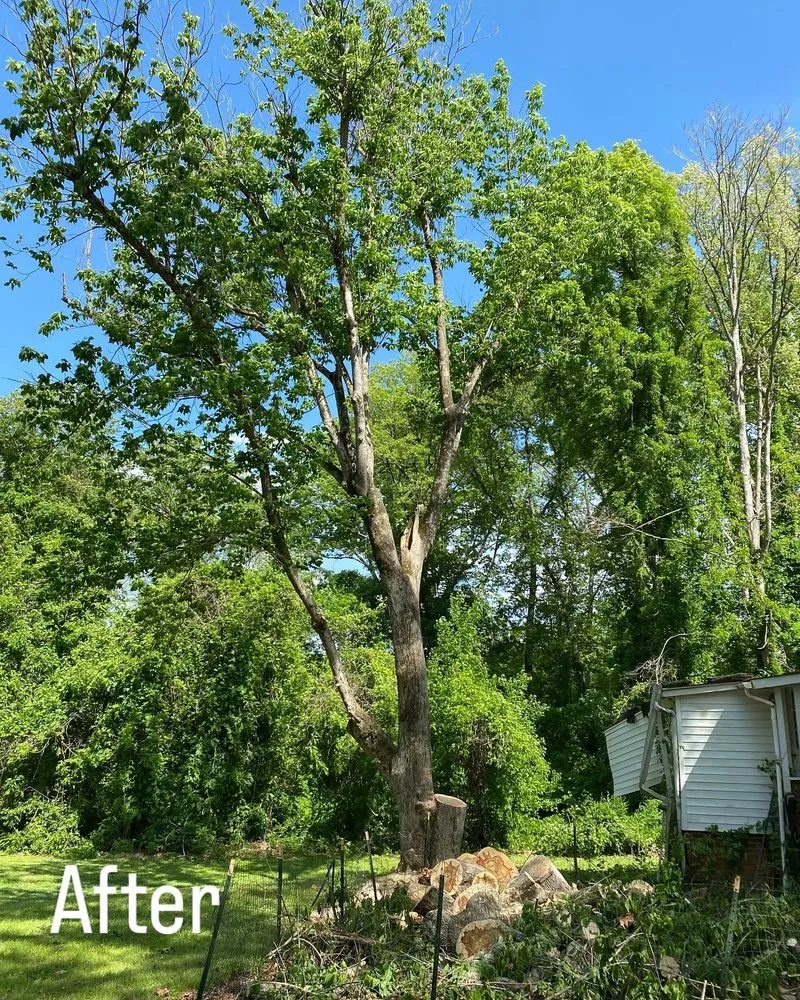 Expert yard cleanup service for residential properties across Winston-Salem, NC - Parks Tree & Landscape