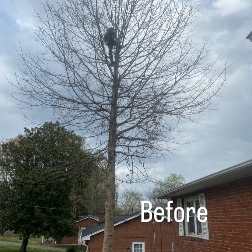 Affordable yard maintenance with custom design across Winston-Salem, NC - Parks Tree & Landscape
