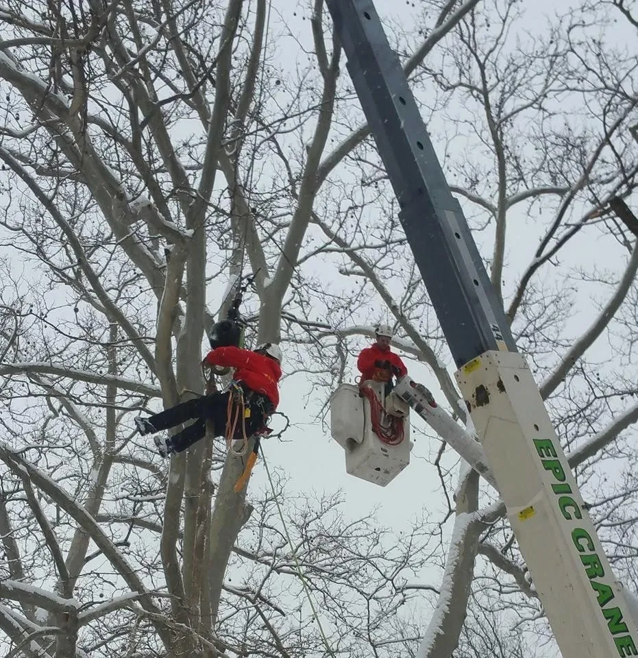 Custom landscape installation for homes across Eastlake, OH - Parks Tree