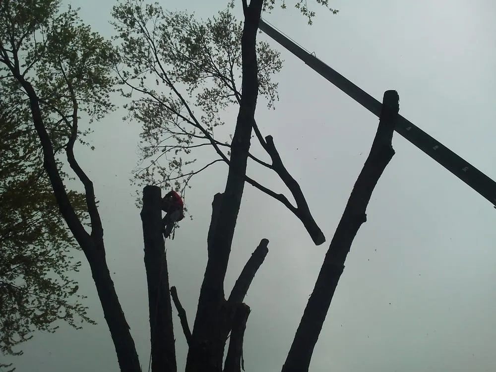 Expert outdoor landscaping experts serving Eastlake, OH - Parks Tree