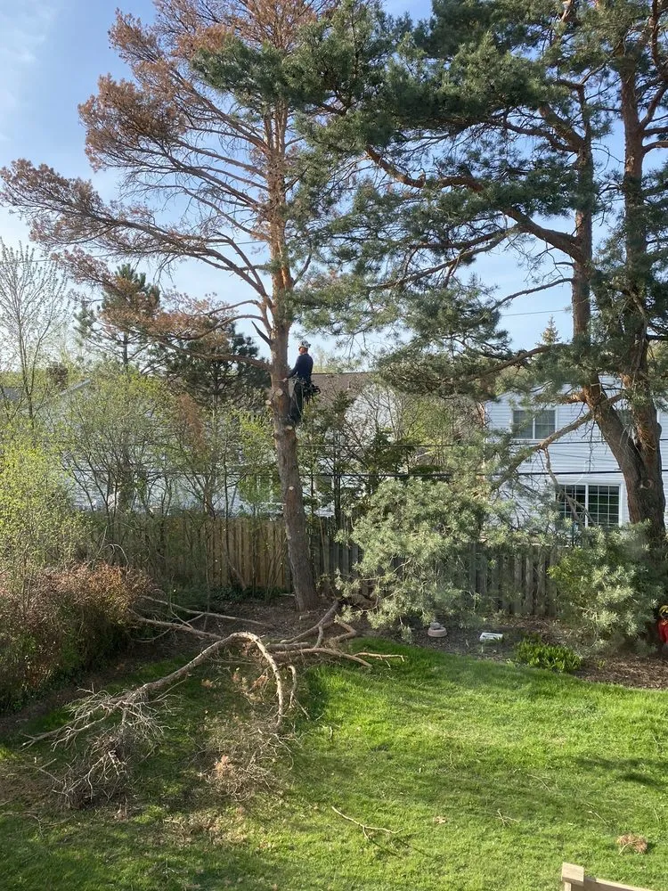 Affordable landscape design for beautiful yards across Eastlake, OH - Parks Tree