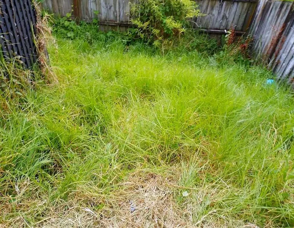 Professional lawn care service in Sacramento, CA by Parkside Lawn Care